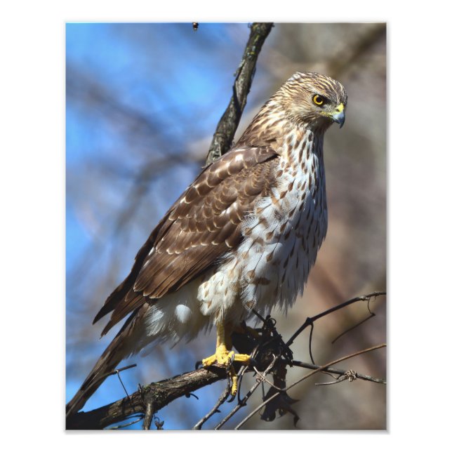 Young Cooper's Hawk Photo EnUtvidgning Fototryck (Framsidan)