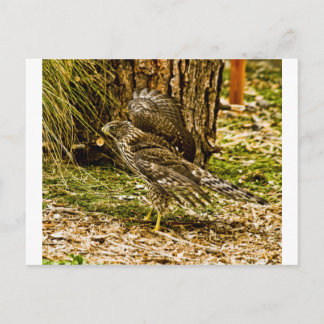 Young Coopers Hawk Vykort