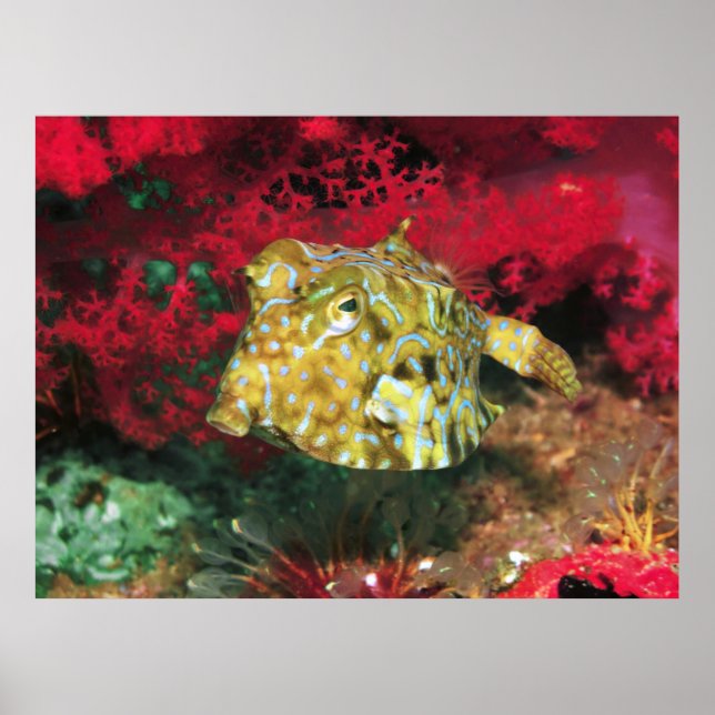 Young Cowfish Poster (Framsidan)