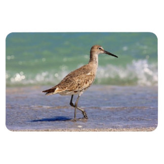 Young Curlew Shorebird på Florida Beach Magnet