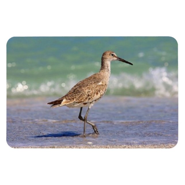 Young Curlew Shorebird på Florida Beach Magnet (Horisontell)