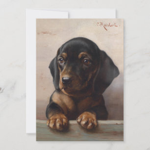 Young Dachshund Carl Reichert
