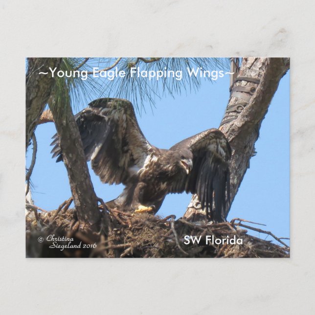 Young Eagle flapping vingar Spiegeland Postcard Vykort (Framsida)