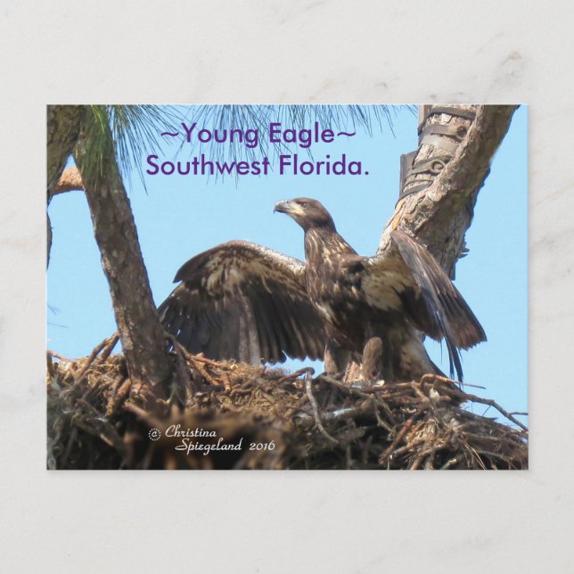 Young Eagle open vingar Florida Spiegeland Postcar Vykort (Framsida)