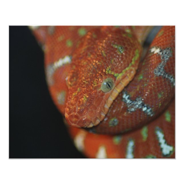 Young Emerald Träd Boa Fototryck (Framsidan)