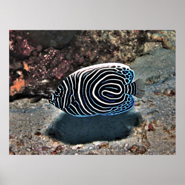 Young Emperor Poster (Framsidan)