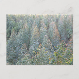 Young Eucalyptus Plantation Vykort