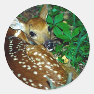 Young Fawn Runt Klistermärke
