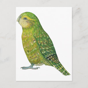 Young Female Kakapo Vykort