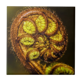 Young Fern Lövs Kakelplatta