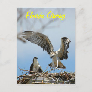 Young Florida Ospreys Postcard Vykort
