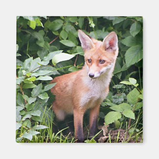 Young Fox 1 Magnet