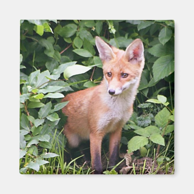 Young Fox 1 Magnet (Framsidan)