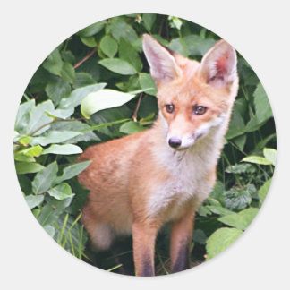 Young Fox 1 Runt Klistermärke