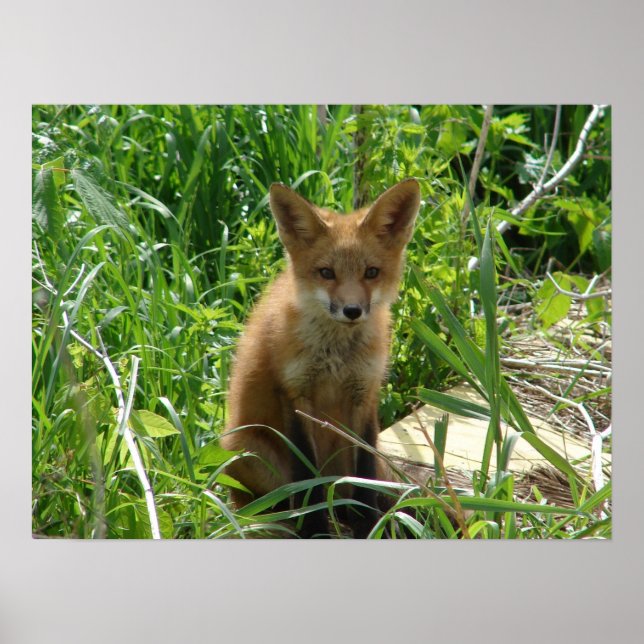 Young Fox Poster (Framsidan)