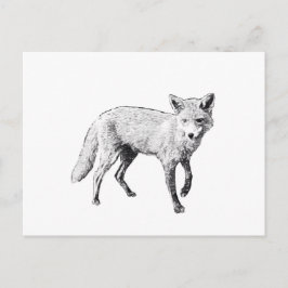 Young Fox Sketch Vykort