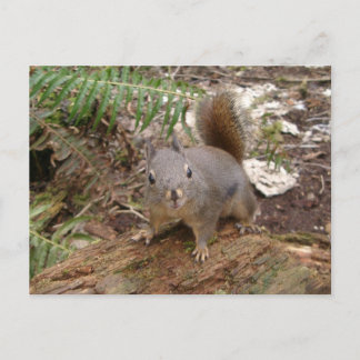 Young Fuzzy på vykort