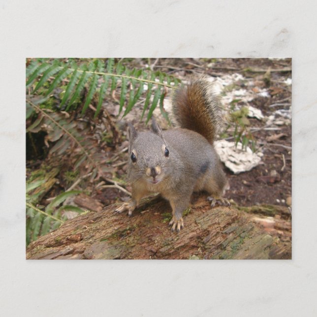 Young Fuzzy på vykort (Framsida)