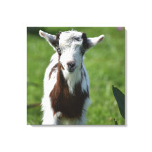 Young Goat-foto