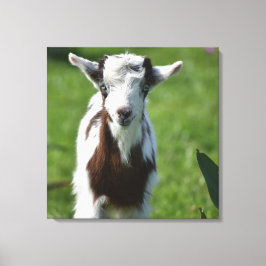 Young Goat-foto Canvastryck