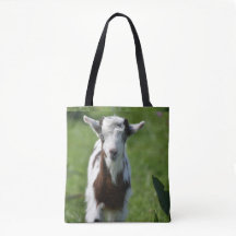 Young Goat-foto
