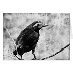 Young Grackle Hälsningskort