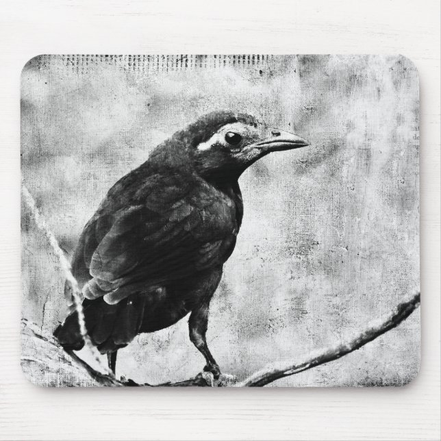Young Grackle Musmatta (Framsidan)