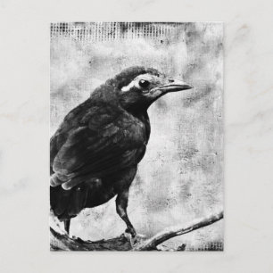 Young Grackle Vykort
