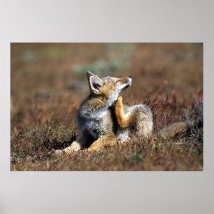 Young Grått Fox vid Torres Del Paine nationalpark Poster