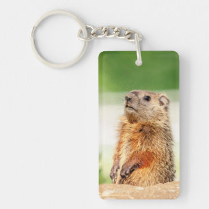 Young Groundhog