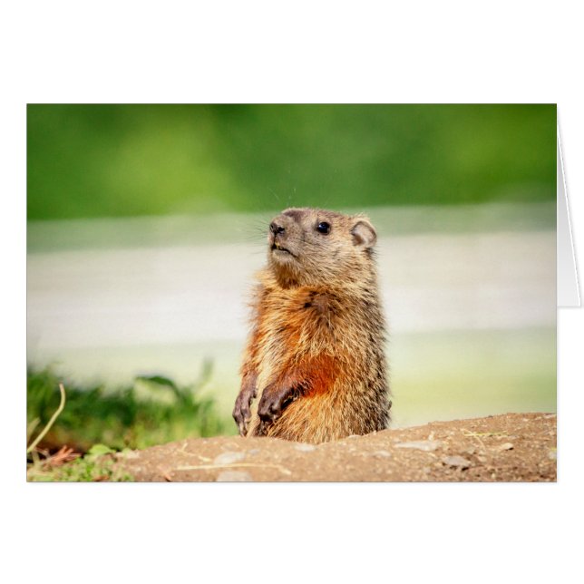 Young Groundhog Hälsningskort (Framsidan Horizontal)