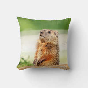 Young Groundhog Kudde