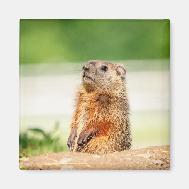 Young Groundhog Magnet (Framsidan)