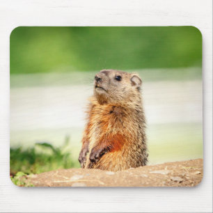 Young Groundhog Musmatta