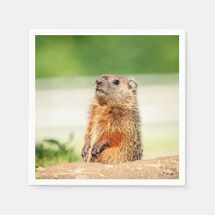 Young Groundhog Pappersservett