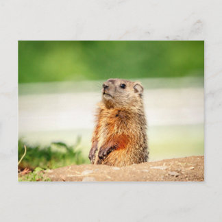 Young Groundhog Vykort