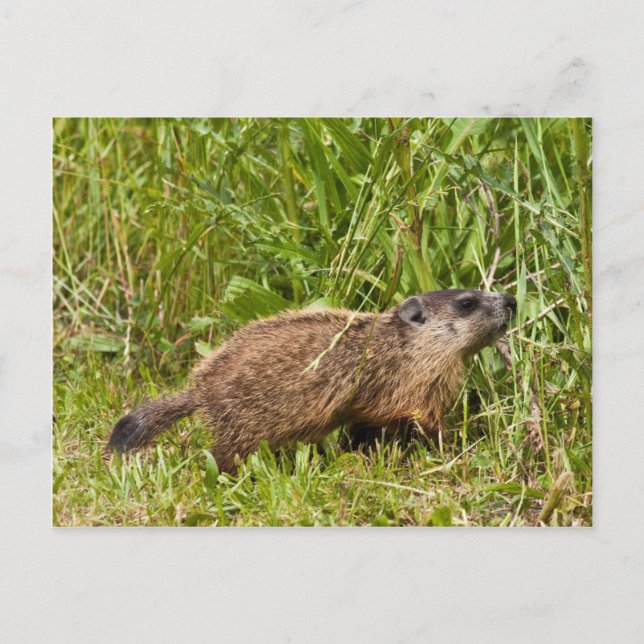 Young Groundhog Vykort (Framsida)