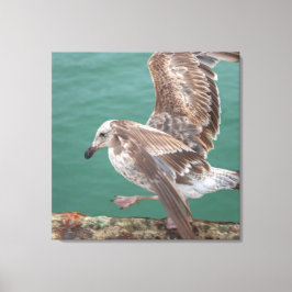 Young Gull Canvastryck