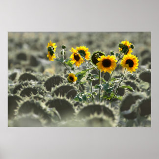 Young Gult Sunblommor Poster