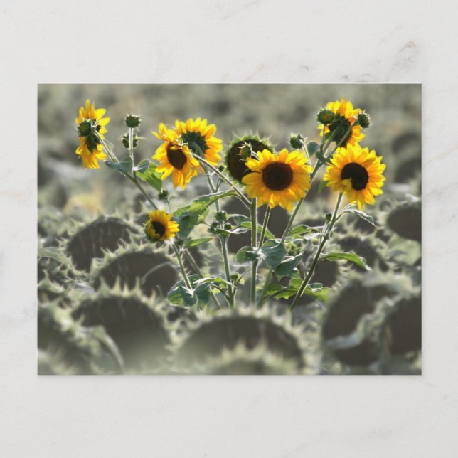 Young Gult Sunblommor Vykort (Framsida)