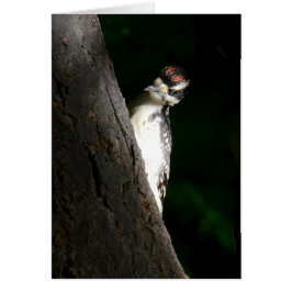 Young Hairy Woodpecker OBS Kort
