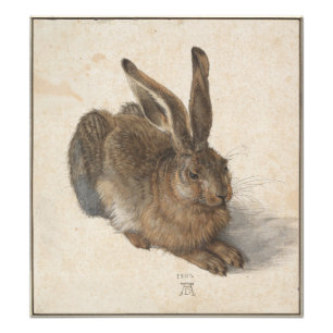 Young Hare av Albrecht Durer Fototryck