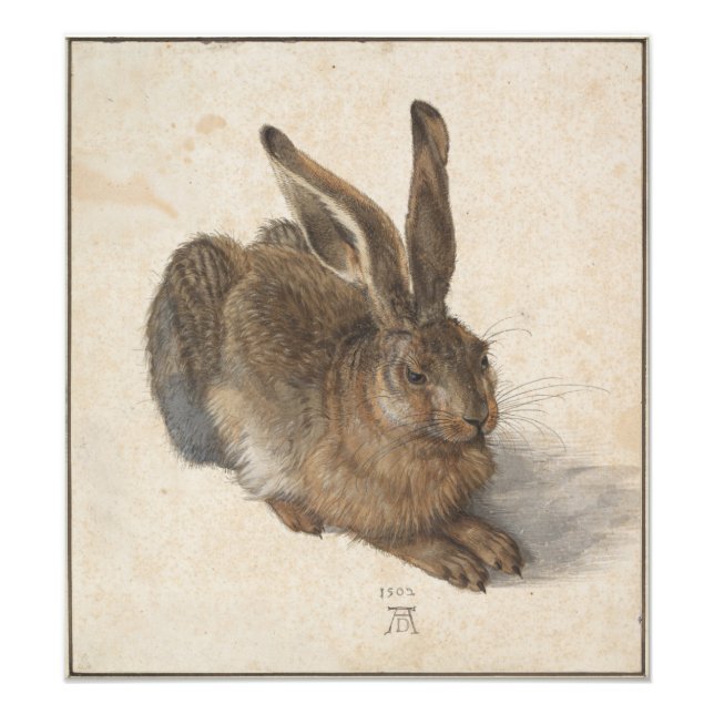 Young Hare av Albrecht Durer Fototryck (Framsidan)