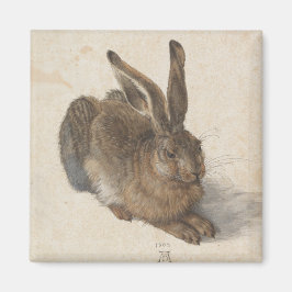 Young Hare av Albrecht Durer Magnet