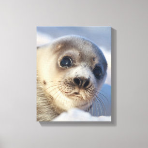 Young Harp Seal Canvastryck