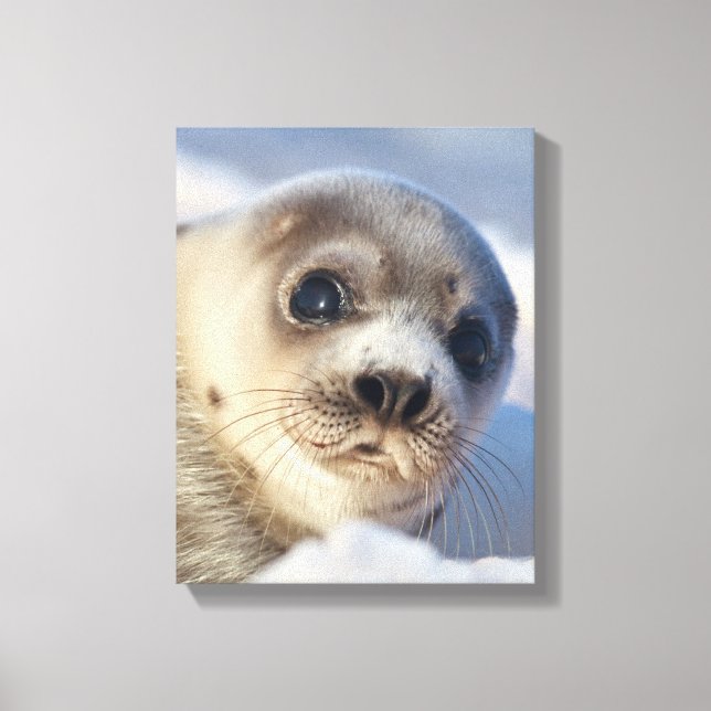 Young Harp Seal Canvastryck (Framsida)
