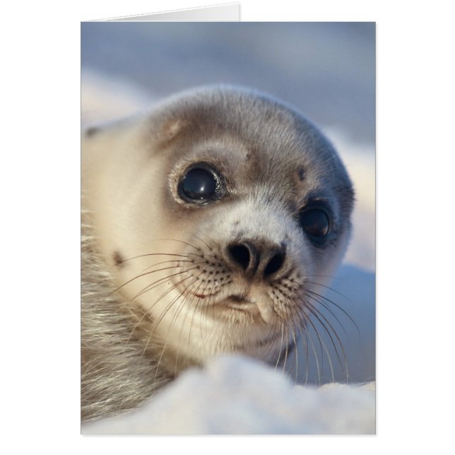 Young Harp Seal Hälsningskort (Framsidan)