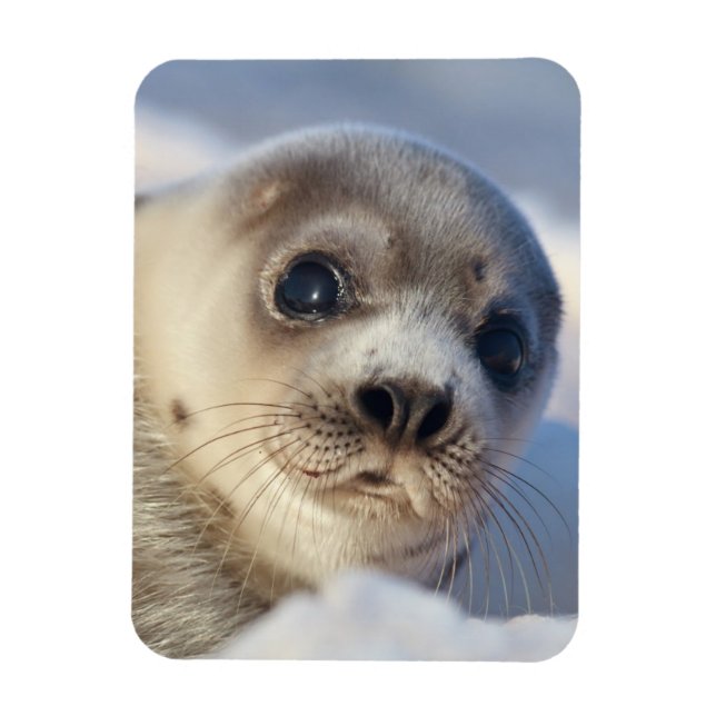 Young Harp Seal Magnet (Vertikal)