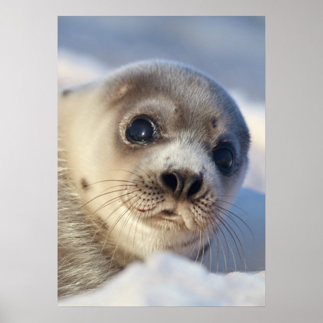 Young Harp Seal Poster (Framsidan)