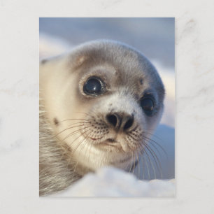 Young Harp Seal Vykort
